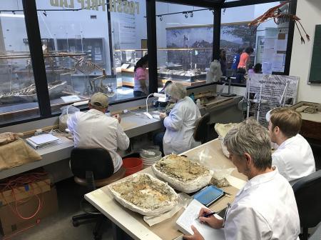 Volunteers work on specimens in a lab