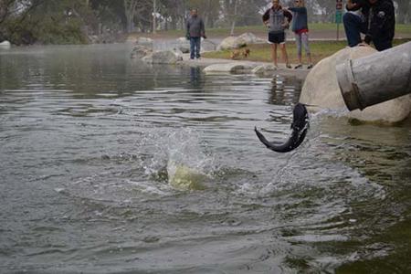 Single trout falling from a stocking tube into a lake.