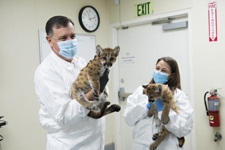 Supervisor Don Wagner and a zoo animal keeper, both in protective attire, each hold a small mountain lion kitten.