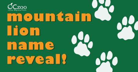 OC Zoo Mountain Lion Name Reveal Graphic - orange on green with white paw prints