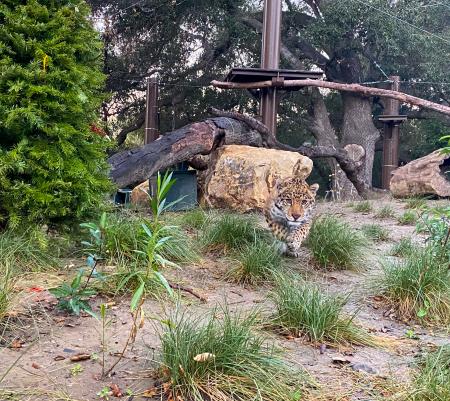 Mickey the Jaguar at the OC Zoo's Large Mammal Exhibit 