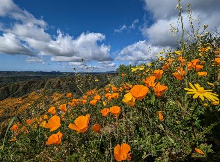 Poppies at Ronald W. Caspers Wilderness Park