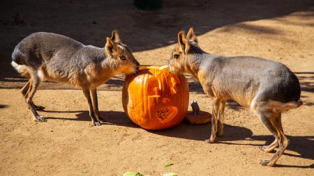 Halloween Zoo-Tacular