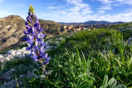 Arroyo lupine at Whiting Ranch Wilderness Park