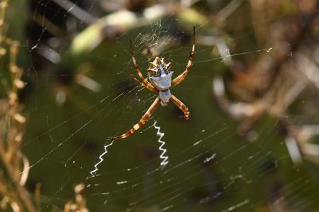 Spider